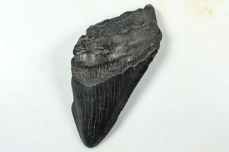 Partial Fossil Megalodon Tooth - South Carolina #376026