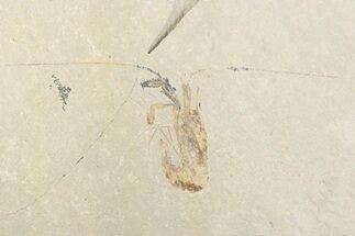 Cretaceous Fossil Shrimp - Lebanon #376338