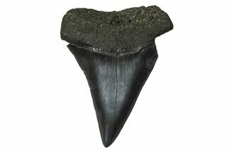 Fossil Broad-Toothed Mako Tooth - South Carolina #374772