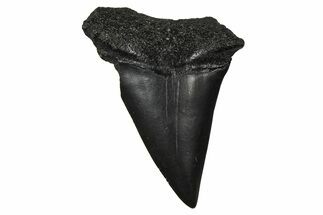 Fossil Broad-Toothed Mako Tooth - South Carolina #374777