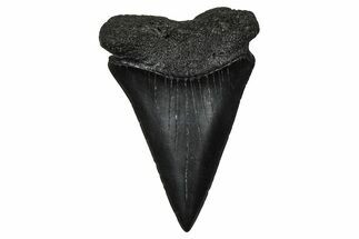 Fossil Broad-Toothed Mako Tooth - South Carolina #374785
