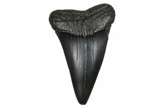 Fossil Broad-Toothed Mako Tooth - South Carolina #374789