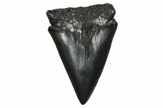 Fossil Broad-Toothed Mako Tooth - South Carolina #374795