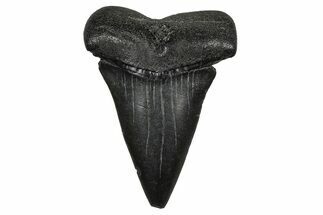 Fossil Broad-Toothed Mako Tooth - South Carolina #374797