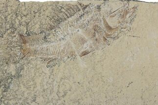 Bargain, Cretaceous Fossil Fish (Pateroperca) - Lebanon #376351