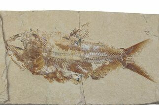 Cretaceous Fossil Fish (Sedenhorstia) - Lebanon #376352