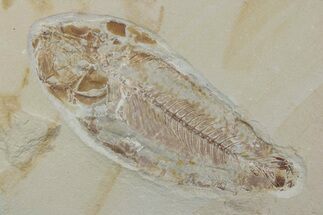 Cretaceous Fossil Fish - Lebanon #376353