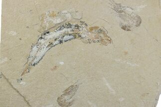 Cretaceous Fish (Gaudryella) and Shrimp Fossils - Hjoula, Lebanon #376359