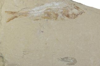 Cretaceous Fossil Fish (Sedenhorstia) & Shrimp - Lebanon #376362