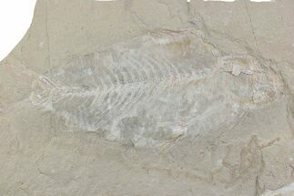 Cretaceous Fossil Fish - Lebanon #376367