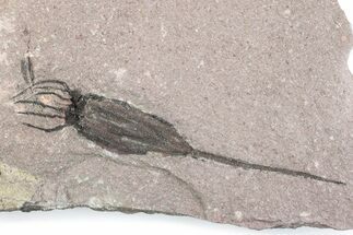 Fossil Eocrinoid (Ascocystites) - El Kaid Rami, Morocco #376541