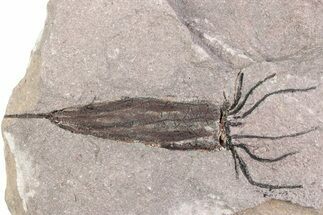 Fossil Eocrinoid (Ascocystites) - El Kaid Rami, Morocco #376542