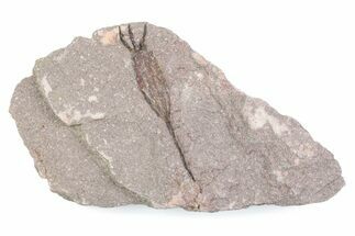 Fossil Eocrinoid (Ascocystites) - El Kaid Rami, Morocco #376561