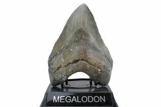 Fossil Shark Teeth For Sale