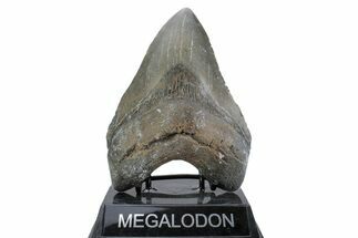 Huge, Fossil Megalodon Tooth - North Carolina #376533