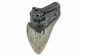 Partial, Fossil Megalodon Tooth - North Carolina #376540