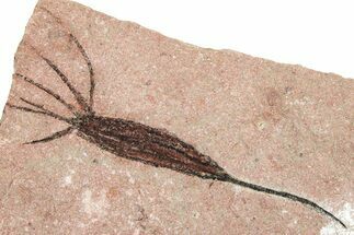 Fossil Eocrinoid (Ascocystites) - El Kaid Rami, Morocco #376458