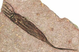 Fossil Eocrinoid (Ascocystites) - El Kaid Rami, Morocco #376460