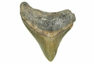 Serrated, Juvenile Megalodon Tooth - North Carolina #376547