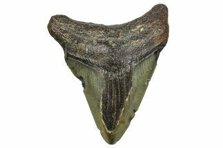 Juvenile Megalodon Tooth - North Carolina #376548