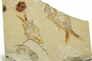Cretaceous Fossil Shrimp and Fishes - Lebanon #376593
