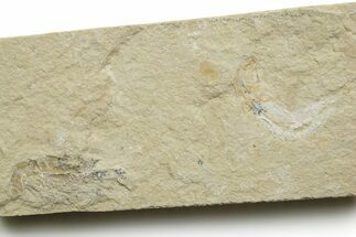 Cretaceous Fossil Shrimp and Fish - Lebanon #376594