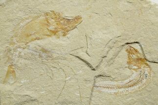 Cretaceous Fossil Shrimp and Fishes - Lebanon #376595