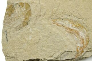 Cretaceous Fossil Shrimp and Fish - Lebanon #376598