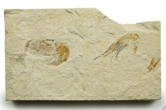 Two Cretaceous Fossil Shrimp - Lebanon #376619