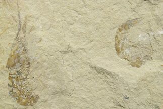 Two Cretaceous Fossil Shrimp - Lebanon #376620