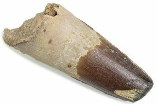 Fossil Spinosaurus Tooth - Feeding Worn Tip #376406