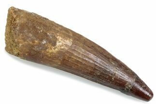 Fossil Spinosaurus Tooth - Real Dinosaur Tooth #376433