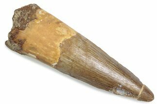 Fossil Spinosaurus Tooth - Real Dinosaur Tooth #376435