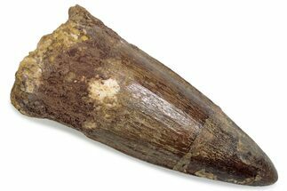 Fossil Spinosaurus Tooth - Real Dinosaur Tooth #376446