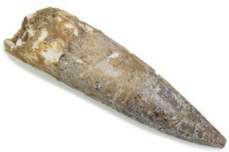 Fossil Spinosaurus Tooth - Real Dinosaur Tooth #376448