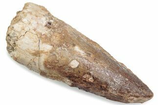 Bargain, Fossil Spinosaurus Tooth - Real Dinosaur Tooth #376571