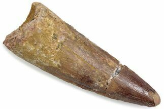 Fossil Spinosaurus Tooth - Feeding Worn Tip #376574