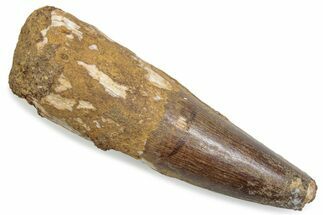 Fossil Spinosaurus Tooth - Robust Tooth #376579