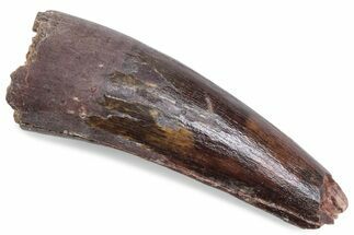 Fossil Spinosaurus Tooth - Real Dinosaur Tooth #376583