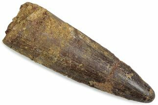 Fossil Spinosaurus Tooth - Real Dinosaur Tooth #376586