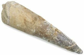 Bargain, Fossil Spinosaurus Tooth - Real Dinosaur Tooth #376589