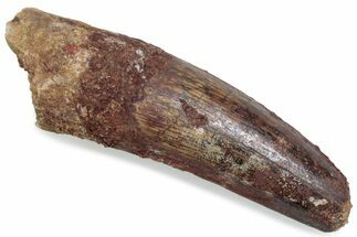 Bargain, Fossil Spinosaurus Tooth - Feeding Worn Tip #376590