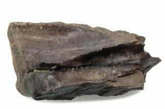 Fossil Triceratops Shed Tooth - Wyoming #376722