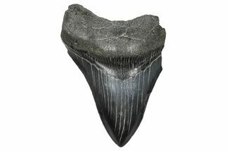 Partial Fossil Megalodon Tooth - Serrated Blade #376008