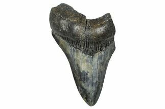 Partial Fossil Megalodon Tooth - Serrated Blade #376009