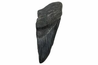 Partial Fossil Megalodon Tooth - South Carolina #376040