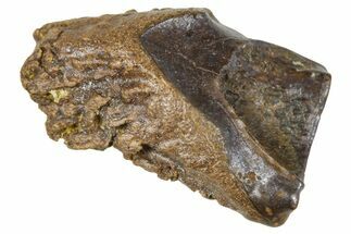 Fossil Triceratops Shed Tooth - Wyoming #376632