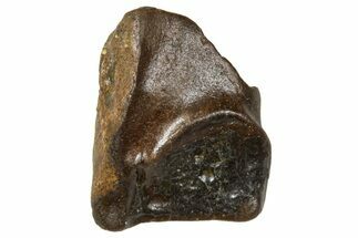 Fossil Triceratops Shed Tooth - Wyoming #376635