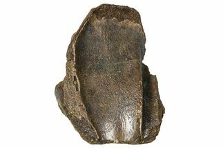 Fossil Triceratops Shed Tooth - Wyoming #376651