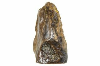 Fossil Triceratops Shed Tooth - Wyoming #376856